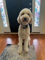 Kristin R. - Goldendoodle Stud