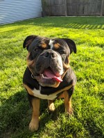 Tim Bernicky - English Bulldog Stud