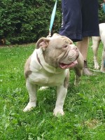 Ashley - English Bulldog Stud