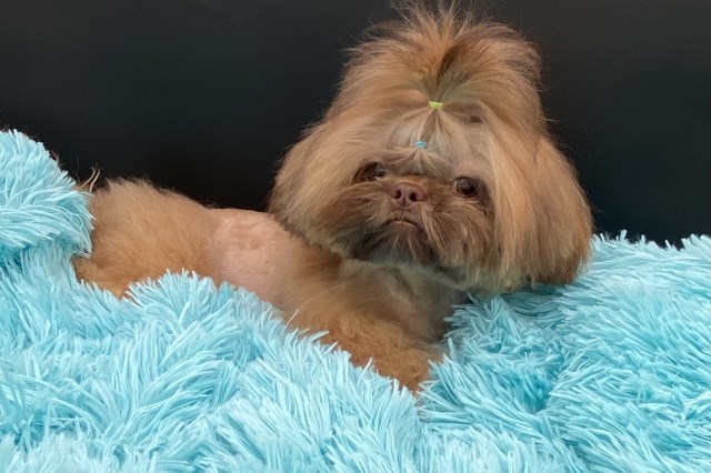 Shih Tzu Breeder 8803
