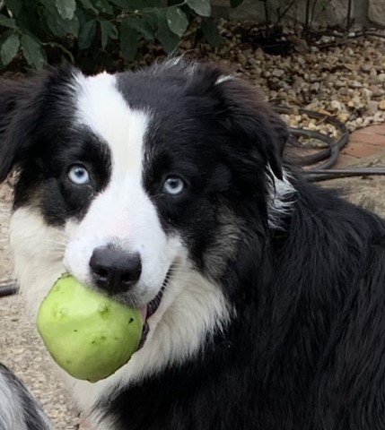 Miniature Australian Shepherd Breeder 29143