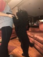 Kimmiewilliams - Goldendoodle Stud