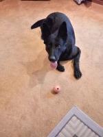 DONNA LAMPSON - German Shepherd Dog Stud