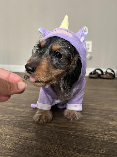 Dachshund Stud 30544