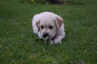 kingsly Golden Retriever breeder