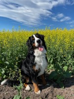 Scott Bennett - Bernese Mountain Dog Stud