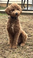 Joel Smith - Goldendoodle Stud