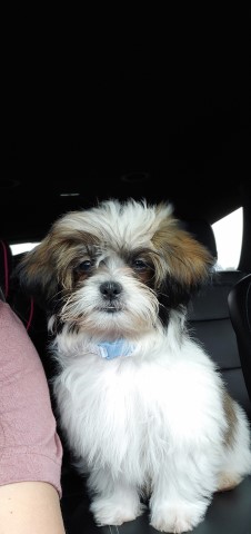 Shih Tzu Stud 29786