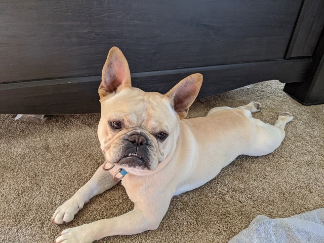 French Bulldog Puppies Tucson Az / Tucson Az French
