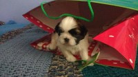 Shih Tzus By 9 Shih Tzu breeder