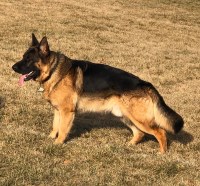 Natalya - German Shepherd Dog Stud
