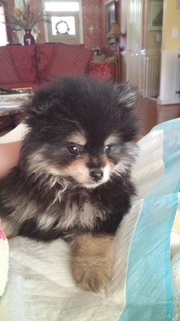 Tobey Black Brown Pomeranian Stud In Wilmington North