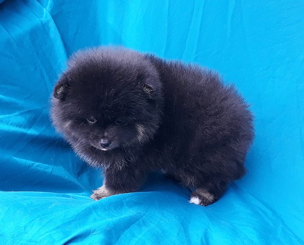 Pomeranian Breeder 29300