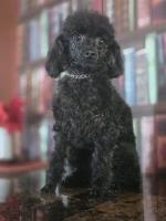 Last Breeder Listed
