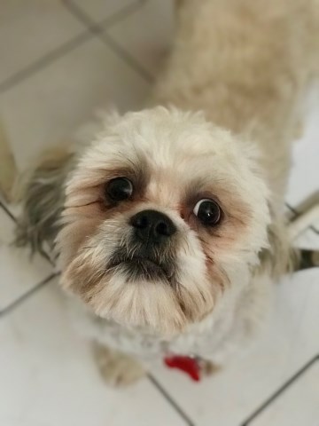 Shih Tzu Stud 26237