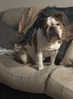 Brett Rocca - English Bulldog Stud