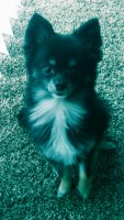 Anthony - Pomeranian Stud