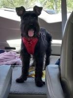 Rashieda Hatcher - Miniature Schnauzer Stud
