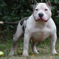 Best Bred Bulls American Pit Bull Terrier breeder