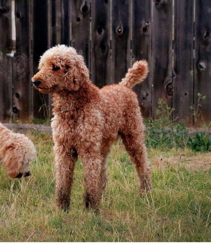 Sunset Retrievers & Doodles