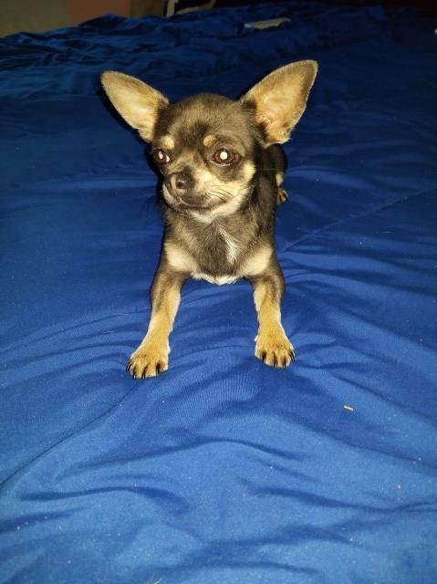 Chihuahua Stud 26345