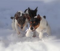 Sundance Rat Terriers Rat Terrier breeder