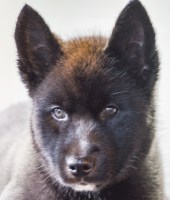 Sweetgum Siberians Siberian Husky breeder