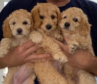 Alli and Gator Poodles and Doodles Goldendoodle breeder