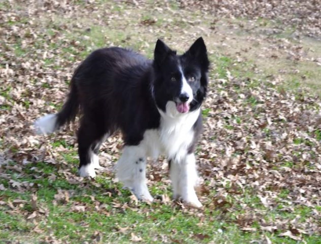 Border Collie Breeder 27368