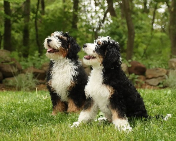 Bernese Mountain Dog Breeder 30749