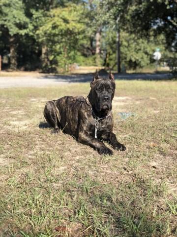 Cane Corso Stud 27664