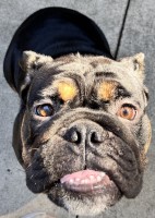 Jasmine - English Bulldog Stud