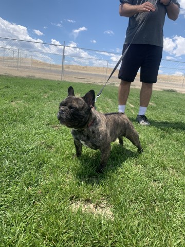 Blue Line French Bulldog’s and Boxers.