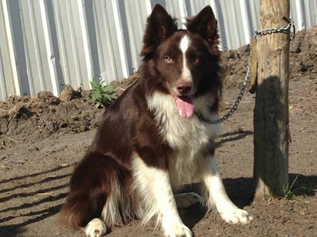 Where The Dirt Flies, Border Collie Stud in Custer, South