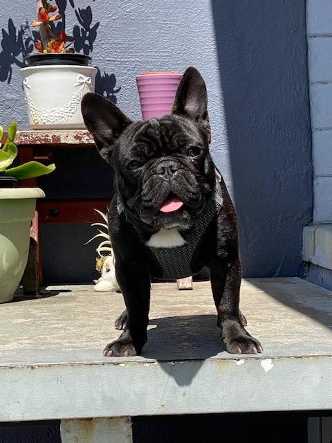 French Bulldog Stud 29342