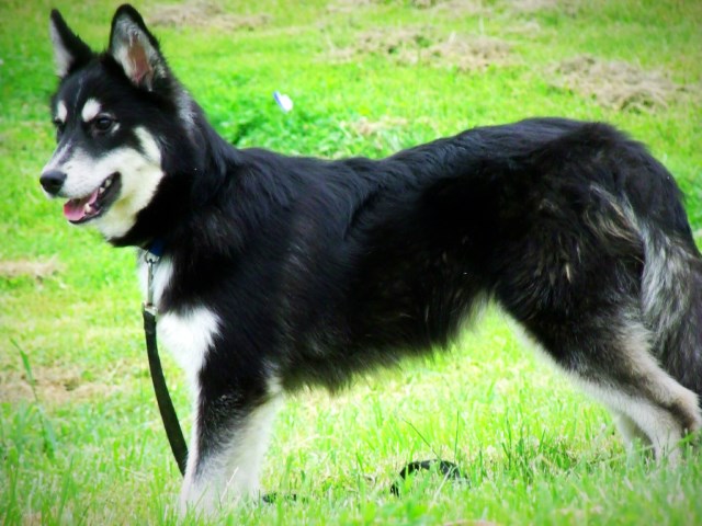 Siberian Husky Stud 26107