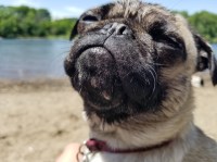 N/A Pug breeder