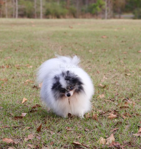 Pomeranian Stud 31571