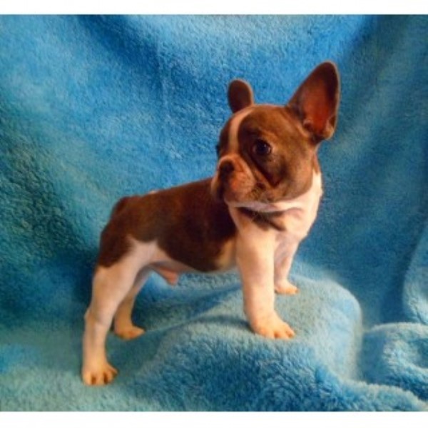 BestFrenchBulldogPuppies, French Bulldog Breeder in