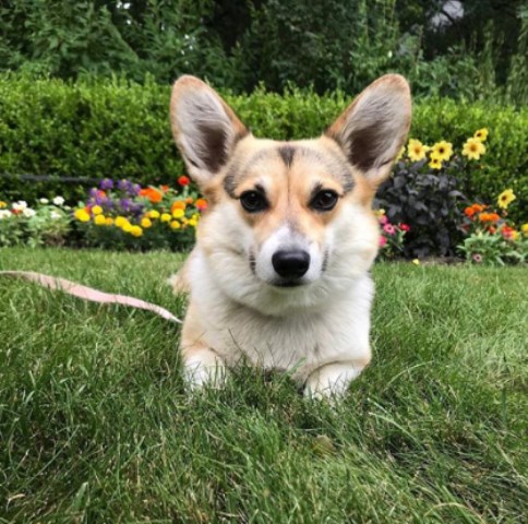 Pembroke Welsh Corgi Breeder 26451