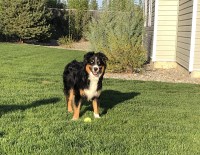 Sydney - Miniature Australian Shepherd Stud
