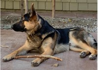 Girish Patel - German Shepherd Dog Stud