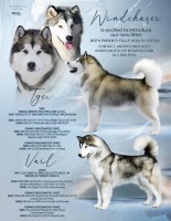 Windchaser Kennels Alaskan Malamute breeder