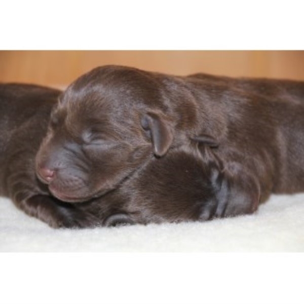 Labrador Retriever Breeder 23734