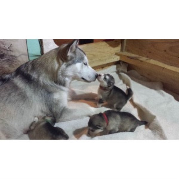 Alaskan Malamute Breeder 22429