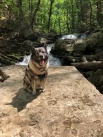 Norwegian Elkhound thumbnail