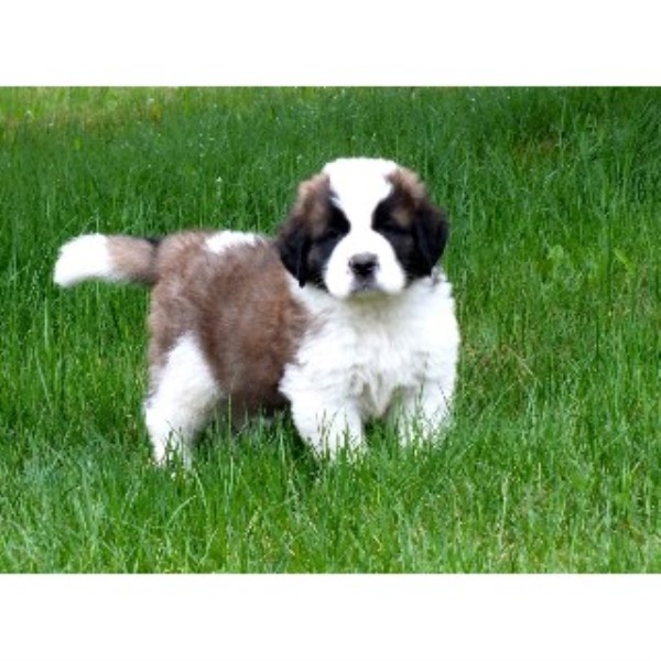 Saint Bernard Breeder 9735