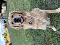 Golden Retriever thumbnail