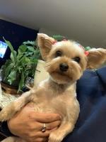 Sergio Carrasco - Yorkshire Terrier Stud