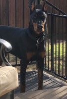 Veronica Villarreal - Doberman Pinscher Stud
